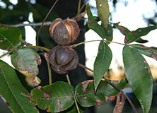 Hickory Nuts - We would gather these tasty treats during the fall.