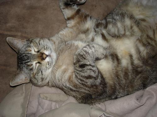 Buttons - Sleeping and snoring away....lol