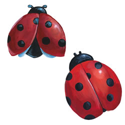 Ladybug Wallies - is what I have right now but where are the white daisies that I want?