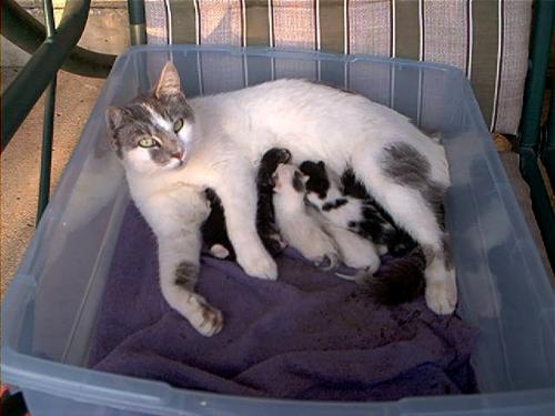 good bye Tippy2 & babies - Bye sweetheart, I wish you a safe and happy life where ever you go, and if you find your way back here again, this time things will be different. love you;