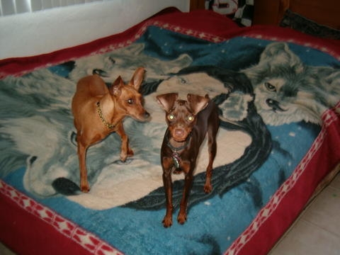 My miniature pinschers - here is a picture ofmy two miniature pinschers. Daisy and Max.