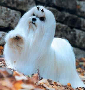 The Maltese  - The Maltese is usually 10 inches tall or under, has long hair without an undercoat. They are normally a very healthy breed and long lived. Although their coat needs daily attention they are easy to care for.