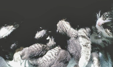 Whoopi and Her Six Kittens  - image of Mama Whoopi and her kittens