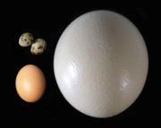 Ostrich egg, Chicken egg, Quail egg - Types of egg - Ostrich, Chicken and Quail