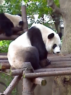 panda - it is lazy and so cute