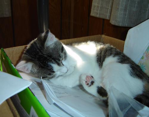 cat sleeping - This is my cat Heidi sleeping.