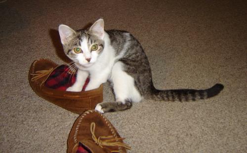 cat - This is my cat Heidi with a pair of slippers
