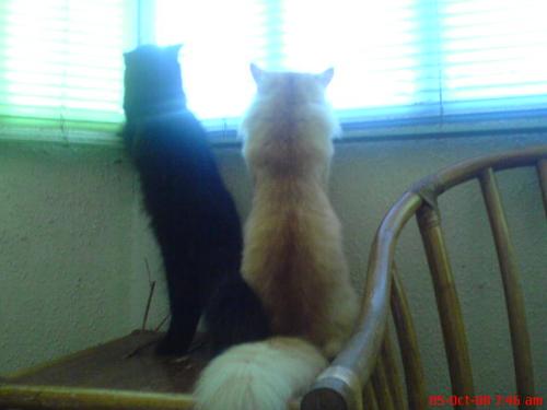 fifi and garfield - My two persian cats love to look outside the window.Aren't they cute?;p