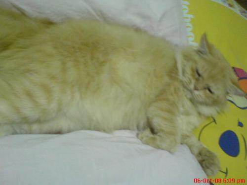 Garfield - A cat naps on my bed.He loves to sleep on my pillow.That's my Garfield.