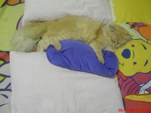 Sleeping - Garfields favorite hobby...sleeping.