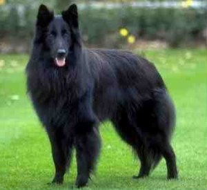 Belgian Sheepdog - b-e-a-utiful!!! :d