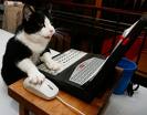 It cat - Cat that know how to use laptop.