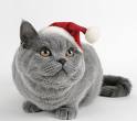 christmas cat - cat that can't wait to celebrate Christmas.