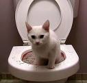 cat act like human - cat act like human at toilet.