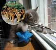 sniper cat - cat that want to take avenge to dogs.