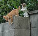cat in action to jump - cat help other cat to jump