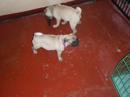 pug dogs - have dogs? i have 2 pug dogs male and female.