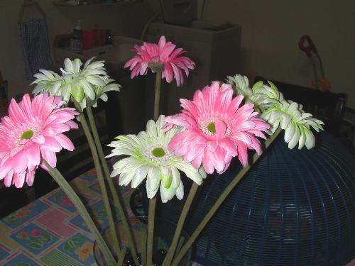 Flowers - Flowers - Colorful daisies in the dark!