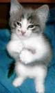cat want to have fight - cat want to have fight for food.