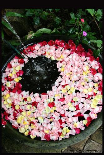 sonia's flowers - this was taken at sonia's garden in tagaytay