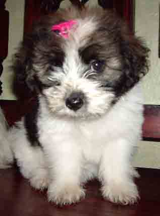 my cute trix - my cute little trix. taken when she was 2 months old. she was born last june 10, 2008 through CS delivery.