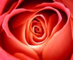 flower heart - see love in beauty and beauty in love