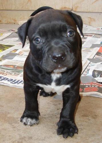 Baby Pup - I am hoping to get a baby black pitbull soon. This looks pretty close to what i would want