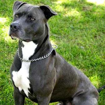 dog - Nice dog