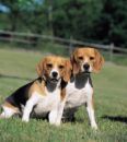 Beagle dogs - A couple of very cute beagle dogs.