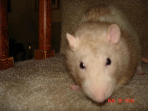 My Rat - This is my pet rat, named Newman, as in Newman from the show Seinfeld. xP Isn't he just the cutest? He is our fourth rat thus far.