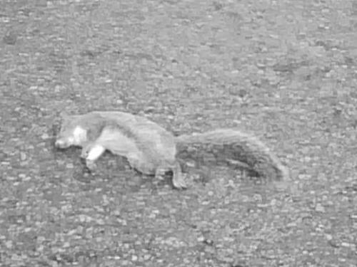 Squirrel - Got hit by a car! Squirrel - Got hit by a car!