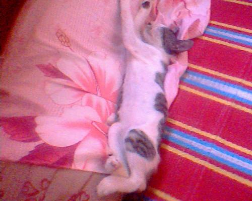 my cat - that's the pic of my cat sleeping in her bed..