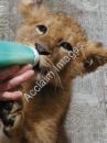 tiger - baby tiger drinking from a bottle :)