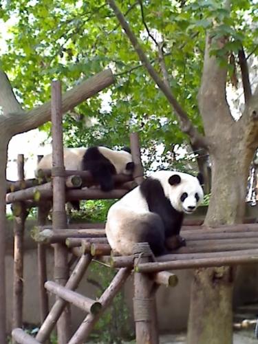 panda - this is our national treasure--panda. they are so cute.