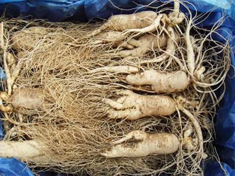 Ginseng - Chinese Ginseng