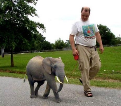 mini elephant - mini,elephat,pet,favorite,animal mini elephant - mini,elephat,pet,favorite,animal