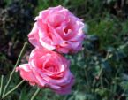 beautiful roses - Roses for friendship