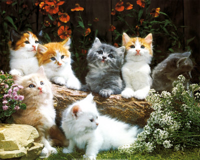 cute kittns - love them they are adorable