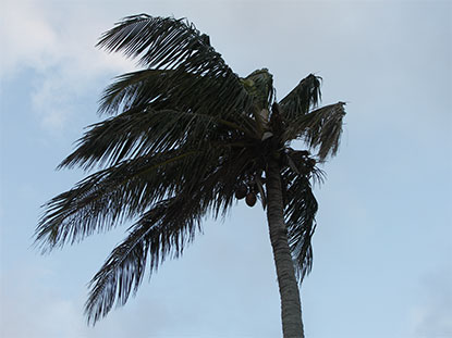 wind, weather, cloudy, tree, windy - wind, weather, cloudy, tree, palm