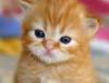 cute kitten - sweet