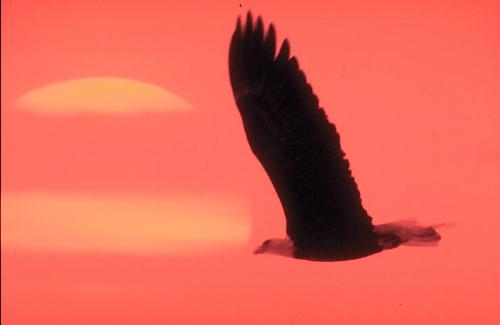 Cool one... - Bird flying in front of the ..I don't know whether its sun set or a rise..hehe..