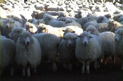 Flock of sheep. - A large flock of sheep standing quietly.