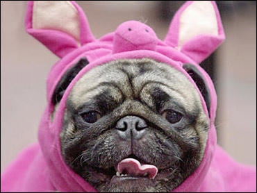 I thought this thing was the cutest in the world! - I love pigs and I love pugs and I just took a good look at it. It is flippin' adorable! My dad told me that I had bad taste and then laughed at me! I love it though!!