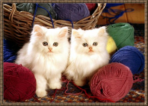 2 Kittens - 2 Cute white kittens in yarn.