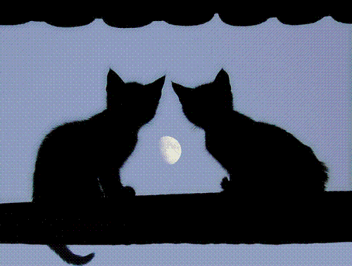 Looking Out - 2 black cats looking out