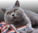 kitten - British shorthair kitten