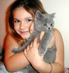 child with cat - child with British shorthair kitten