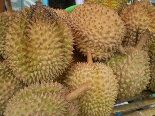 philippine fruit - a picture of philippine durian fruits