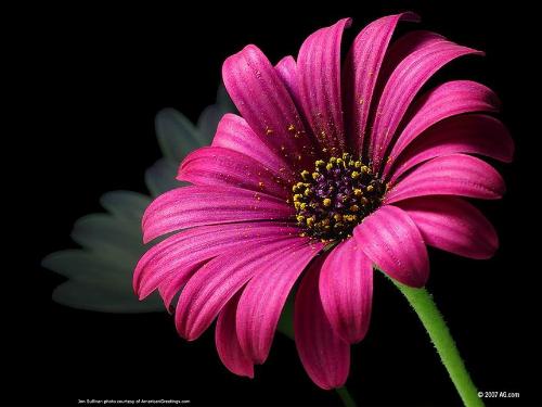 Flower - Plants