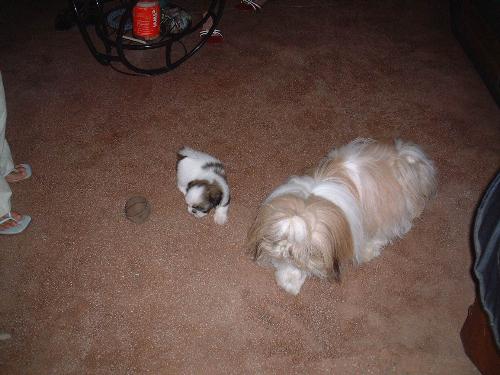 pets - my lovable pets